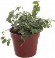 Растение Фикус 09/15 микс