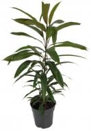 Растение Фикус Амстел 17/75 Растение Фикус Амстел 17/75