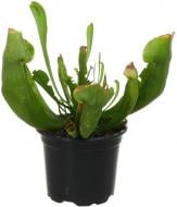 Растение Сарацения 9х15 см.