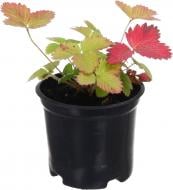 Растение фрагария веска земляника лесная ремонтантная d9