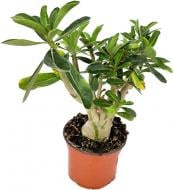 Растение комнатное Адениум 12*30 белый с красной каймой Р10016