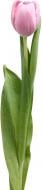 Тюльпан Tresor одноголовая классическая розовый (Нидерланды)