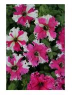 Насіння Професійне насіння петунія Каркулка 20 шт. (4823058205403) Насіння Професійне насіння петунія Каркулка 20 шт. (4823058205403)