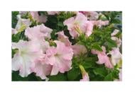 Семена Професійне насіння петуния Мистрал F1 жемчуг 20 шт. (4820176695420)