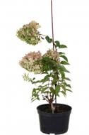 Растение Гортензия метельчатая Сильвер Доллар С 2-3