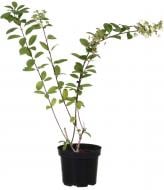 Растение Гортензия метельчатая Кендилайт С 2-3