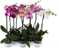 Рослина Фаленопсис (орхідея) 12х80 1 стовбур мікс (Ter Laak Orchids)