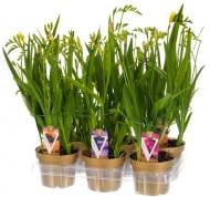 Рослина Фрезія 13х45 мікс квітуча