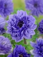 Коренебульба TUBERBULB Export B.V. анемони Лорд Лейтенант 5 шт.