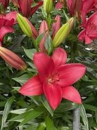 Луковица VWS EXPORT – IMPORT OF FLOWERBULBS B.V. лилии ЛА Хьюстон 1 шт.