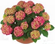 Растение Гортензия Macrophylla Ningbo микс 10х20 см