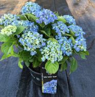 Растение Гортензия Macrophylla Curly Wurly blue 5/6 14х40 см