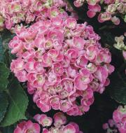 Растение Гортензия Macrophylla Curly Wurly pink 5/6 14х40 см