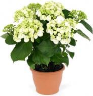 Растение Гортензия Macrophylla Curly Wurly white 5/6 14х40 см