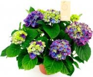 Рослина Гортензія Macrophylla Ningbo lila 5/6 14х40 см