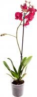 Растение Фаленопсис микс 1 ветка 12х60/70 см