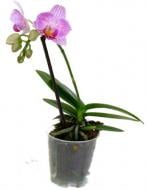 Растение Фаленопсис мини микс 1 ветка 6х20 см