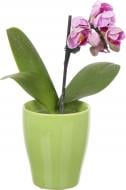 Растение Фаленопсис мини микс в керамике 1 ветка 6х15 см