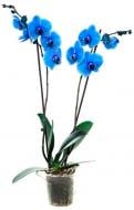 Растение Фаленопсис 2 ветки 12х65 см синий