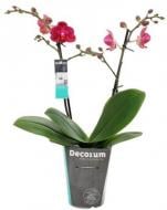 Растение Фаленопсис Супер микс 12х65/70 см