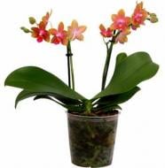 Растение Фаленопсис Parfum 12х35 см