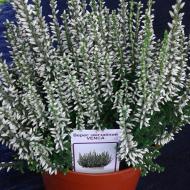 Растение Каллуна гарлен герл d9/h12" MIX