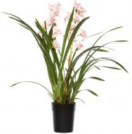 Растение Цимбидиум 1 ствол 14х70 см