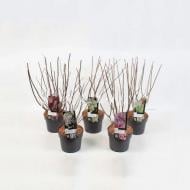 Растение Гортензия 19х50 Paniculata микс (саженцы)