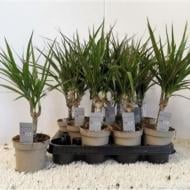 Растение Драцена 10х35 Marginata 1 ствол