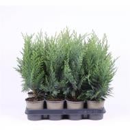 Растение Кипарисовик 11х25-30 laws Columnaris