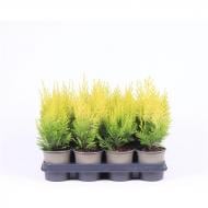 Растение Кипарисовик 11х25-30 laws Ivonne