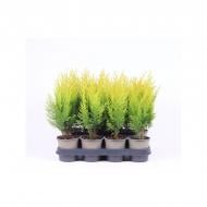 Растение Кипарисовик 11х25-30 Laws Stardust