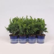 Растение Кипарисовик 11х25-30 Obtusa Draht