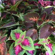 Растение Колеус 10х10 микс (пр-во Украина)