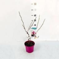 Растение Магнолия 19х70 розовая Soulangeana