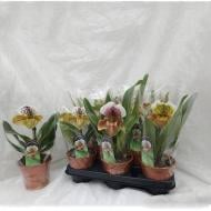 Рослина Пафіопедилум (орхідея) 12х20 великоголовий Amerikaanse Hybride