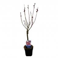 Растение Саликс 19х90 Gracilistyla Mount Aco