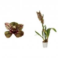 Растение Цимбидиум (орхидея) 12х60 1 ствол тигровый Magic Bird