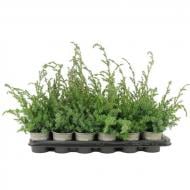 Рослина Ялівець 09х15 chinensis Blue Alps Рослина Ялівець 09х15 chinensis Blue Alps