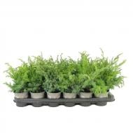 Растение Можжевельник 9х20 Blue Swede