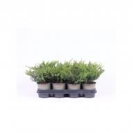 Растение Можжевельник 11х20 communis Repanda