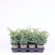 Растение Можжевельник 11х25 chinensis Blue Alps