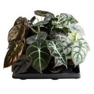 Растение Алоказия 06х10 микс