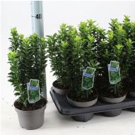 Растение Бересклет 13х20 japonica Microphyllus Растение Бересклет 13х20 japonica Microphyllus