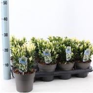 Растение Бересклет 13х20 japonica Paloma Blanca