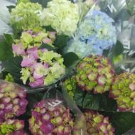 Растение Гортензия 10х25 микс 3рр Растение Гортензия 10х25 микс 3рр