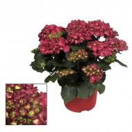 Растение Гортензия 13х30 красная Hot Red