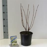 Растение Гортензия 17х30 arborescens Annabelle (саженцы)