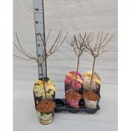 Растение Гортензия 19х85 Paniculata микс на стволе (саженцы)