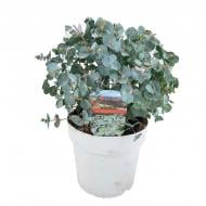 Растение Эвкалипт 14х30 Cinerea